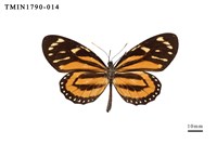 藏品(外國蝴蝶)的圖片